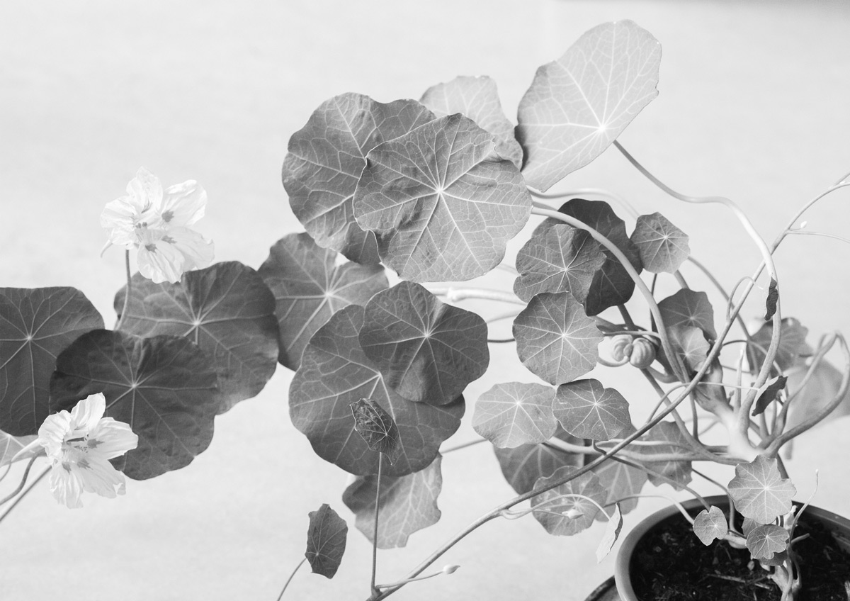 Jette Hoop photography